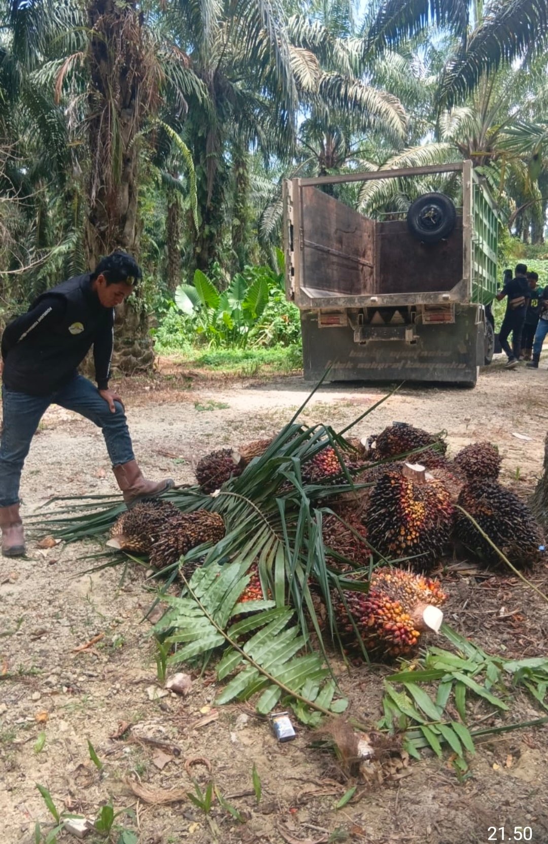 2,5 TON SAWIT DIDUGA DIANGKUT PAKSA DI AFDELING GOLF! PULUHAN SECURITY & CENTENG TURUN — PENDAMPING HAMPIR DISERANG, JURNALIS DIDUGA DIHALANGI, BHABINKAMTIBMAS DISOROT LAHAN LAMISI DIKUASAI PT LETAWA PULUHAN TAHUN — HASIL PANEN, 2 EGREK DAN 2 GEROBAK IKUT DIBAWA. NEGARA DI MANA? dudukperkara.com